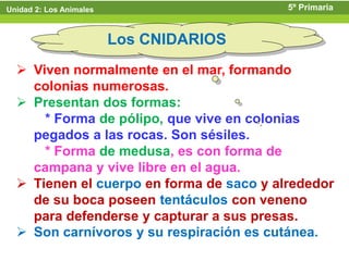 Unidad 2: Los Animales                    5º Primaria


                         Los CNIDARIOS
   Viven normalmente en el mar, formando
    colonias numerosas.
   Presentan dos formas:
      * Forma de pólipo, que vive en colonias
    pegados a las rocas. Son sésiles.
      * Forma de medusa, es con forma de
    campana y vive libre en el agua.
   Tienen el cuerpo en forma de saco y alrededor
    de su boca poseen tentáculos con veneno
    para defenderse y capturar a sus presas.
   Son carnívoros y su respiración es cutánea.
 
