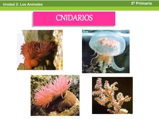 Unidad 2: Los Animales               5º Primaria


                         CNIDARIOS
 