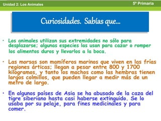 Unidad 2: Los Animales   Sabías que …               5º Primaria



                    Curiosidades. Sabías que…
• Los animales utilizan sus extremidades no sólo para
  desplazarse; algunas especies las usan para cazar o romper
  los alimentos duros y llevarlos a la boca.

• Las morsas son mamíferos marinos que viven en las frías
  regiones árticas; llegan a pesar entre 800 y 1700
  kilogramos, y tanto los machos como las hembras tienen
  largos colmillos, que pueden llegar a medir más de un
  metro de largo.

• En algunos países de Asia se ha abusado de la caza del
  tigre siberiano hasta casi haberse extinguido. Se lo
  usaba por su pelaje, para fines medicinales y para
  comer.
 