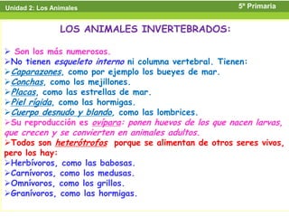 Unidad 2: Los Animales                                 5º Primaria


                LOS ANIMALES INVERTEBRADOS:

 Son los más numerosos.
No tienen esqueleto interno ni columna vertebral. Tienen:
Caparazones, como por ejemplo los bueyes de mar.
Conchas, como los mejillones.
Placas, como las estrellas de mar.
Piel rígida, como las hormigas.
Cuerpo desnudo y blando, como las lombrices.
Su reproducción es ovípara: ponen huevos de los que nacen larvas,
que crecen y se convierten en animales adultos.
Todos son heterótrofos porque se alimentan de otros seres vivos,
pero los hay:
Herbívoros, como las babosas.
Carnívoros, como los medusas.
Omnívoros, como los grillos.
Granívoros, como las hormigas.
 