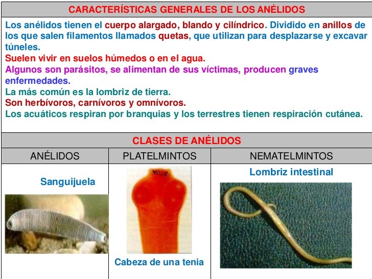 Cono tema 2 LOS ANIMALES