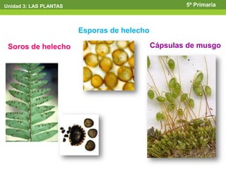 Unidad 3: LAS PLANTAS                                5º Primaria



                        Esporas de helecho

 Soros de helecho                            Cápsulas de musgo
 