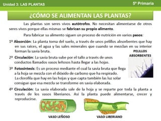 Unidad 3: LAS PLANTAS   5º Primaria
 
