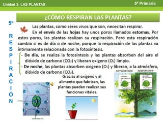 Unidad 3: LAS PLANTAS   5º Primaria



  5º

  R
  E
  S
  P
  I
  R
  A
  C
  I
  Ó
  N
 