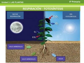 Unidad 3: LAS PLANTAS   5º Primaria
 