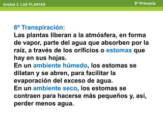 Unidad 3: LAS PLANTAS                        5º Primaria




     6º Transpiración:
     Las plantas liberan a la atmósfera, en forma
     de vapor, parte del agua que absorben por la
     raíz, a través de los orificios o estomas que
     hay en sus hojas.
     En un ambiente húmedo, los estomas se
     dilatan y se abren, para facilitar la
     evaporación del exceso de agua.
     En un ambiente seco, los estomas se
     contraen para hacerse más pequeños y, así,
     perder menos agua.
 