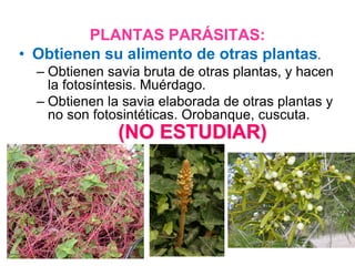 PLANTAS PARÁSITAS:
• Obtienen su alimento de otras plantas.
  – Obtienen savia bruta de otras plantas, y hacen
    la fotosíntesis. Muérdago.
  – Obtienen la savia elaborada de otras plantas y
    no son fotosintéticas. Orobanque, cuscuta.
               (NO ESTUDIAR)
 