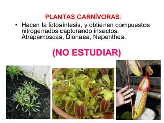 PLANTAS CARNÍVORAS:
• Hacen la fotosíntesis, y obtienen compuestos
  nitrogenados capturando insectos.
  Atrapamoscas, Dionaea, Nepenthes.

            (NO ESTUDIAR)
 