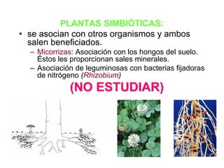 PLANTAS SIMBIÓTICAS:
• se asocian con otros organismos y ambos
  salen beneficiados.
  – Micorrizas: Asociación con los hongos del suelo.
    Éstos les proporcionan sales minerales.
  – Asociación de leguminosas con bacterias fijadoras
    de nitrógeno (Rhizobium)
             (NO ESTUDIAR)
 