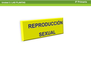 Unidad 3: LAS PLANTAS   5º Primaria
 
