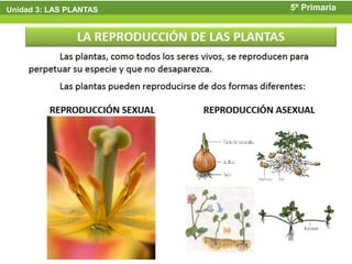 Unidad 3: LAS PLANTAS   5º Primaria
 