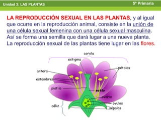 Unidad 3: LAS PLANTAS                                  5º Primaria


 LA REPRODUCCIÓN SEXUAL EN LAS PLANTAS, y al igual
 que ocurre en la reproducción animal, consiste en la unión de
 una célula sexual femenina con una célula sexual masculina.
 Así se forma una semilla que dará lugar a una nueva planta.
 La reproducción sexual de las plantas tiene lugar en las flores.
 