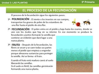 Unidad 3: LAS PLANTAS   5º Primaria
 