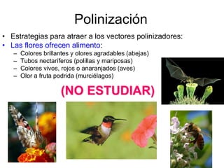 Polinización
• Estrategias para atraer a los vectores polinizadores:
• Las flores ofrecen alimento:
   –   Colores brillantes y olores agradables (abejas)
   –   Tubos nectaríferos (polillas y mariposas)
   –   Colores vivos, rojos o anaranjados (aves)
   –   Olor a fruta podrida (murciélagos)

                     (NO ESTUDIAR)
 