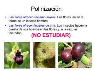 Polinización
• Las flores ofrecen reclamo sexual: Las flores imitan la
  forma de un insecto hembra.
• Las flores ofrecen lugares de cría: Los insectos hacen la
  puesta de sus huevos en las flores y, a la vez, las
  fecundan.
                  (NO ESTUDIAR)
 