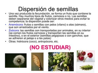Dispersión de semillas
• Una vez producida la fecundación, se forma un fruto que contiene la
  semilla. Hay muchos tipos de frutos, carnosos o no. Las semillas
  deben separarse del vegetal y colonizar otros medios para evitar la
  competencia; la dispersión puede ser:
• Anemócora: frutos o semillas con pelos (vilano) o alas (sámara),
  que son arrastrados por el viento.
• Zoócora: las semillas son transportadas por animales, en su interior
  (se comen los frutos carnosos y transportan las semillas en su
  intestino), o en el exterior (semillas pegajosas o con ganchos, que
  se adhieren al pelaje o a las patas)
• Otras: hidrócora (coco), antropócora, etc.

                   (NO ESTUDIAR)
 
