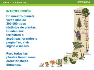Unidad 3: LAS PLANTAS      5º Primaria



   INTRODUCCIÓN
   En nuestro planeta
   viven más de
   300.000 tipos
   distintos de plantas.
   Pueden ser:
   terrestres o
   acuáticas, grandes o
   pequeñas, vivir
   siglos o meses…

   Pero todas las
   plantas tienen unas
   características
   comunes.
 