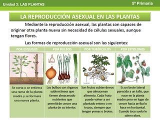 Unidad 3: LAS PLANTAS   5º Primaria
 