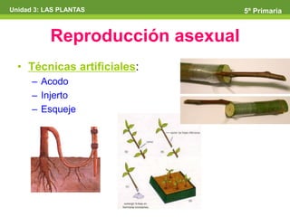 Unidad 3: LAS PLANTAS
 Unidad 3: LAS PLANTAS
                               5º Primaria
                                5º Primaria


            Reproducción asexual
   • Técnicas artificiales:
       – Acodo
       – Injerto
       – Esqueje
 