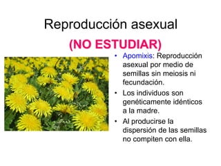 Reproducción asexual
   (NO ESTUDIAR)
          • Apomixis: Reproducción
            asexual por medio de
            semillas sin meiosis ni
            fecundación.
          • Los individuos son
            genéticamente idénticos
            a la madre.
          • Al producirse la
            dispersión de las semillas
            no compiten con ella.
 