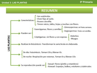 Unidad 3: LAS PLANTAS   5º Primaria
 