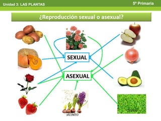 Unidad 3: LAS PLANTAS   5º Primaria
 