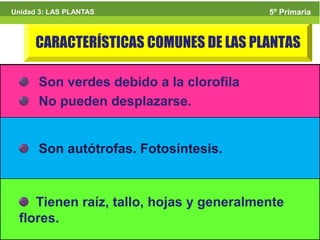5º Primaria
Unidad 3: LAS PLANTAS                     5º Primaria



      CARACTERÍSTICAS COMUNES DE LAS PLANTAS

      Son verdes debido a la clorofila
      No pueden desplazarse.


      Son autótrofas. Fotosíntesis.



    Tienen raíz, tallo, hojas y generalmente
 flores.                                         4
 
