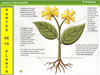 Unidad 3: LAS PLANTAS   5º Primaria


  P
  A
  R
  T
  E
  S

  DE
  LA

  P
  L
  A
  N
  T
  A
 