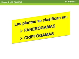 Unidad 3: LAS PLANTAS   5º Primaria
 