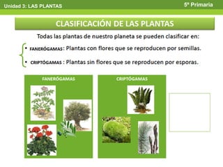Unidad 3: LAS PLANTAS   5º Primaria
 