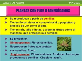5º Primaria
Unidad 3: LAS PLANTAS                                5º Primaria



             PLANTAS CON FLOR O FANERÓGAMAS
      Se reproducen a partir de semillas.
      Tienen flores vistosas como el rosal o pequeñas y
      difíciles de ver como el pino.
      Tienen raíz, tallo y hojas, y algunas frutos como el
      manzano, que protegen sus semillas.

      Se dividen en:
      Gimnospermas: Flores sencillas.
      No producen frutos que protejan
      sus semillas. Abeto.
      Angiospermas: Flores vistosas. Producen frutos que
      protegen sus semillas. Ciruelo o jazmín.
 