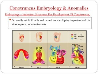 Conotruncal anamolies | PPT