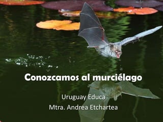 Conozcamos al murciélago
       Uruguay Educa
    Mtra. Andrea Etchartea
 
