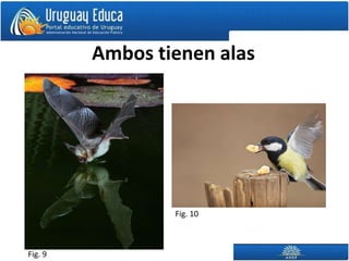 Ambos tienen alas




                 Fig. 10



Fig. 9
 