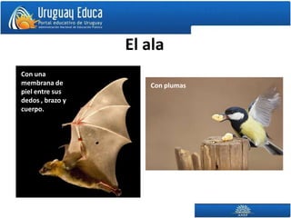 El ala
Con una
membrana de          Con plumas
piel entre sus
dedos , brazo y
cuerpo.
 