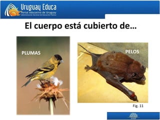 El cuerpo está cubierto de…

PLUMAS                  PELOS




                          Fig. 11
 