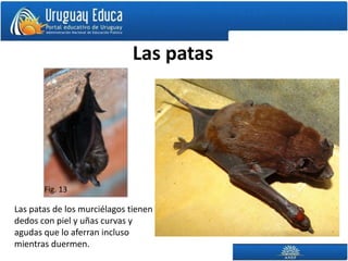 Las patas




       Fig. 13

Las patas de los murciélagos tienen
dedos con piel y uñas curvas y
agudas que lo aferran incluso
mientras duermen.
 