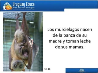 Los murciélagos nacen
     de la panza de su
    madre y toman leche
       de sus mamas.



Fig. 16
 