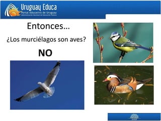 Entonces…
¿Los murciélagos son aves?

          NO
 