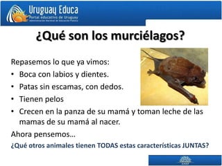 ¿Qué son los murciélagos?
Repasemos lo que ya vimos:
• Boca con labios y dientes.
• Patas sin escamas, con dedos.
• Tienen pelos
• Crecen en la panza de su mamá y toman leche de las
  mamas de su mamá al nacer.
Ahora pensemos…
¿Qué otros animales tienen TODAS estas características JUNTAS?
 