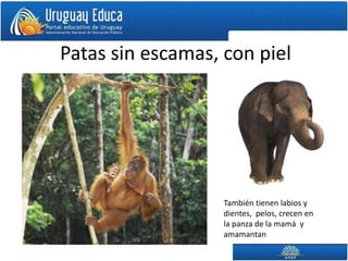 Patas sin escamas, con piel




                   También tienen labios y
                   dientes, pelos, crecen en
                   la panza de la mamá y
                   amamantan
 