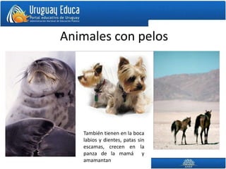 Animales con pelos




   También tienen en la boca
   labios y dientes, patas sin
   escamas, crecen en la
   panza de la mamá y
   amamantan
 