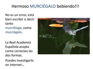 Hermoso MURCIÉGALO bebiendo!!!
No es un error, está
bien escribir o decir
tanto
murciélago, como
murciégalo.

La Real Academia
Española acepta
como correctas las
dos formas.
Puedes investigarlo
en Internet…
 