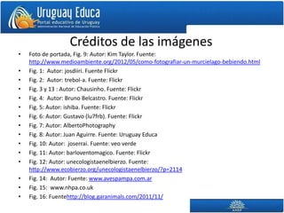 Créditos de las imágenes
•   Foto de portada, Fig. 9: Autor: Kim Taylor. Fuente:
    http://www.medioambiente.org/2012/05/como-fotografiar-un-murcielago-bebiendo.html
•   Fig. 1: Autor: josdiiri. Fuente Flickr
•   Fig. 2: Autor: trebol-a. Fuente: Flickr
•   Fig. 3 y 13 : Autor: Chausinho. Fuente: Flickr
•   Fig. 4: Autor: Bruno Belcastro. Fuente: Flickr
•   Fig. 5: Autor: ishiba. Fuente: Flickr
•   Fig. 6: Autor: Gustavo (lu7frb). Fuente: Flickr
•   Fig. 7: Autor: AlbertoPhotography
•   Fig. 8: Autor: Juan Aguirre. Fuente: Uruguay Educa
•   Fig. 10: Autor: joserrai. Fuente: veo verde
•   Fig. 11: Autor: barloventomagico. Fuente: Flickr
•   Fig. 12: Autor: unecologistaenelbierzo. Fuente:
    http://www.ecobierzo.org/unecologistaenelbierzo/?p=2114
•   Fig. 14: Autor: Fuente: www.avespampa.com.ar
•   Fig. 15: www.nhpa.co.uk
•   Fig. 16: Fuentehttp://blog.garanimals.com/2011/11/
 