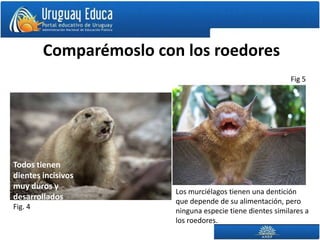 Comparémoslo con los roedores
                                                            Fig 5




Todos tienen
dientes incisivos
muy duros y
                         Los murciélagos tienen una dentición
desarrollados            que depende de su alimentación, pero
Fig. 4
                         ninguna especie tiene dientes similares a
                         los roedores.
 