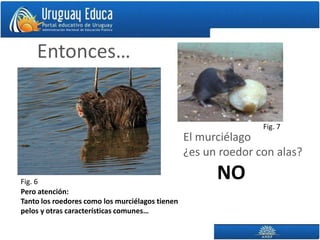 Entonces…


                                                                Fig. 7
                                                 El murciélago
                                                 ¿es un roedor con alas?

Fig. 6
                                                       NO
Pero atención:
Tanto los roedores como los murciélagos tienen
pelos y otras características comunes…
 