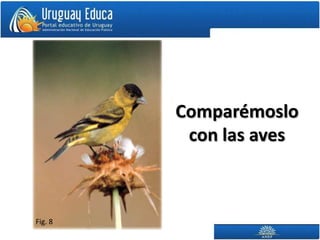 Comparémoslo
          con las aves



Fig. 8
 