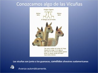 Conozcamos algo de las Vicuñas Las vicuñas son junto a los guanacos,  camélidos  silvestres sudamericanos Avanza automáticamente. 
