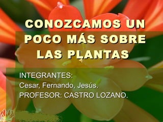 CONOZCAMOS UN POCO MÁS SOBRE LAS PLANTAS  INTEGRANTES: Cesar, Fernando, Jesús. PROFESOR: CASTRO LOZANO. 