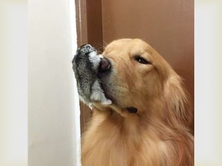 Conozcan a bob... y a sus "hermanos"